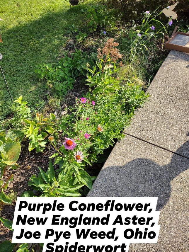 Purple Coneflower, NE Aster