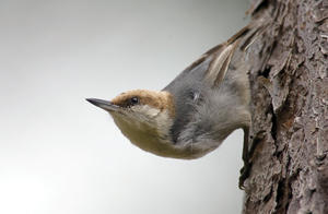 Brown-headed Nuthatch